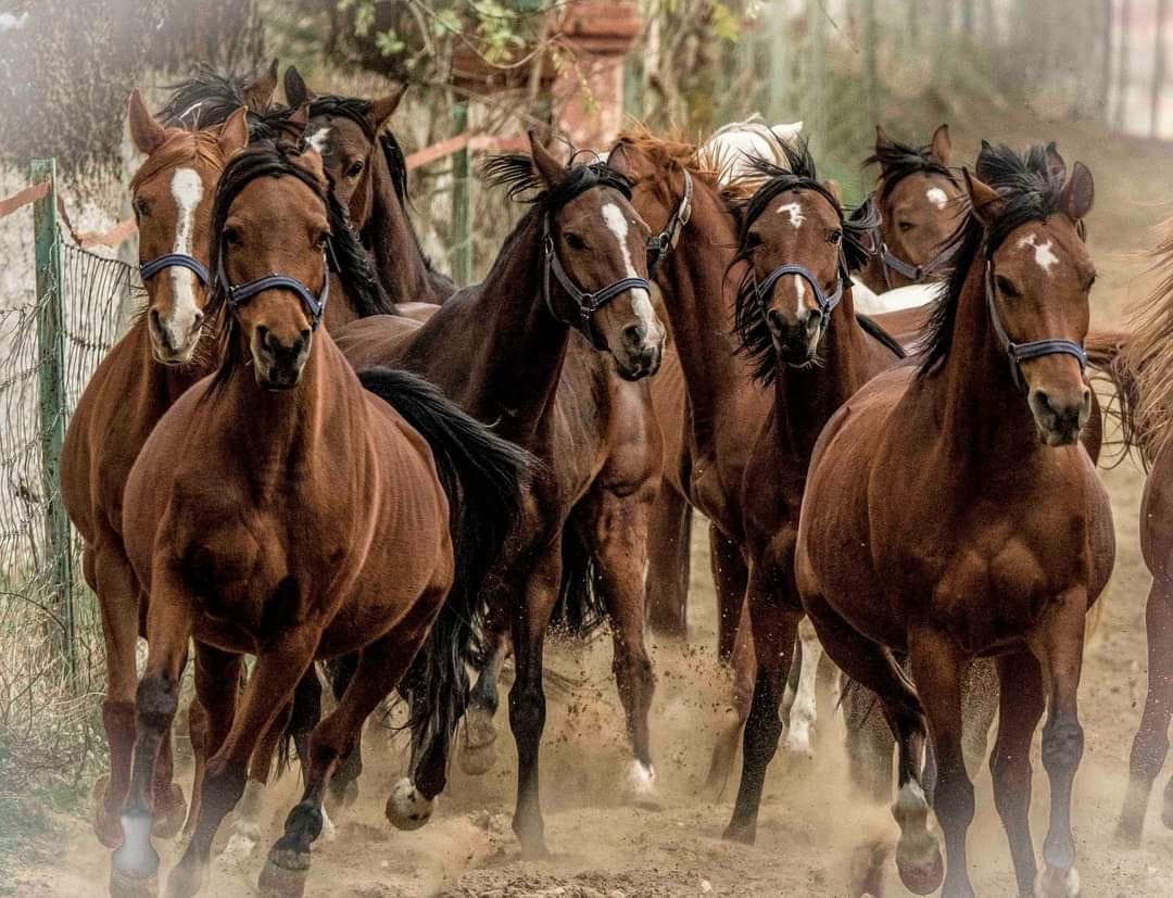 Le Haras National Chaouchaoua - 1