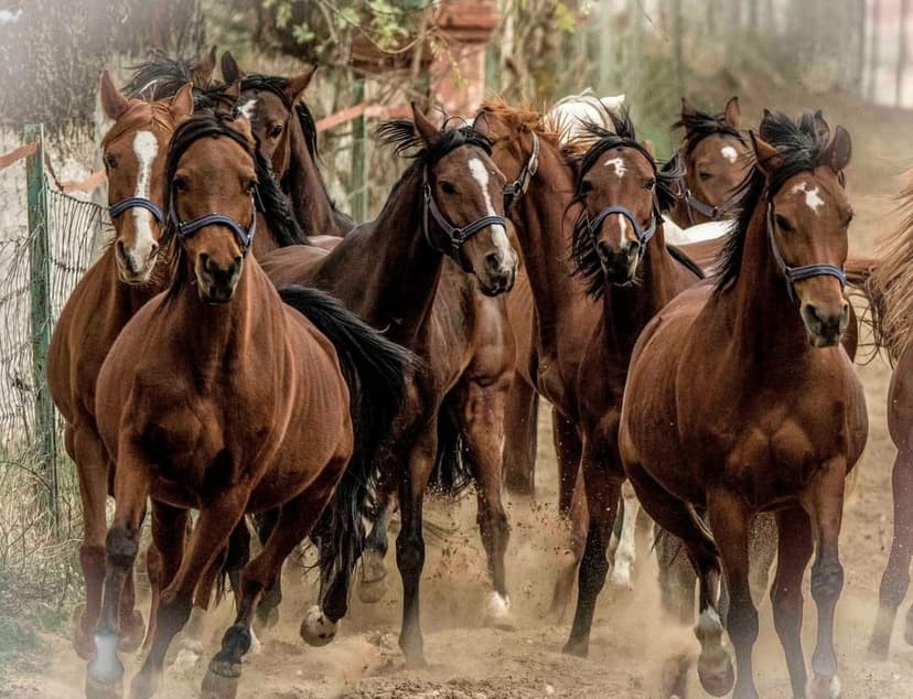 Le Haras National Chaouchaoua