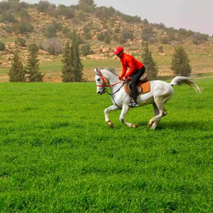 l'équitation - 1