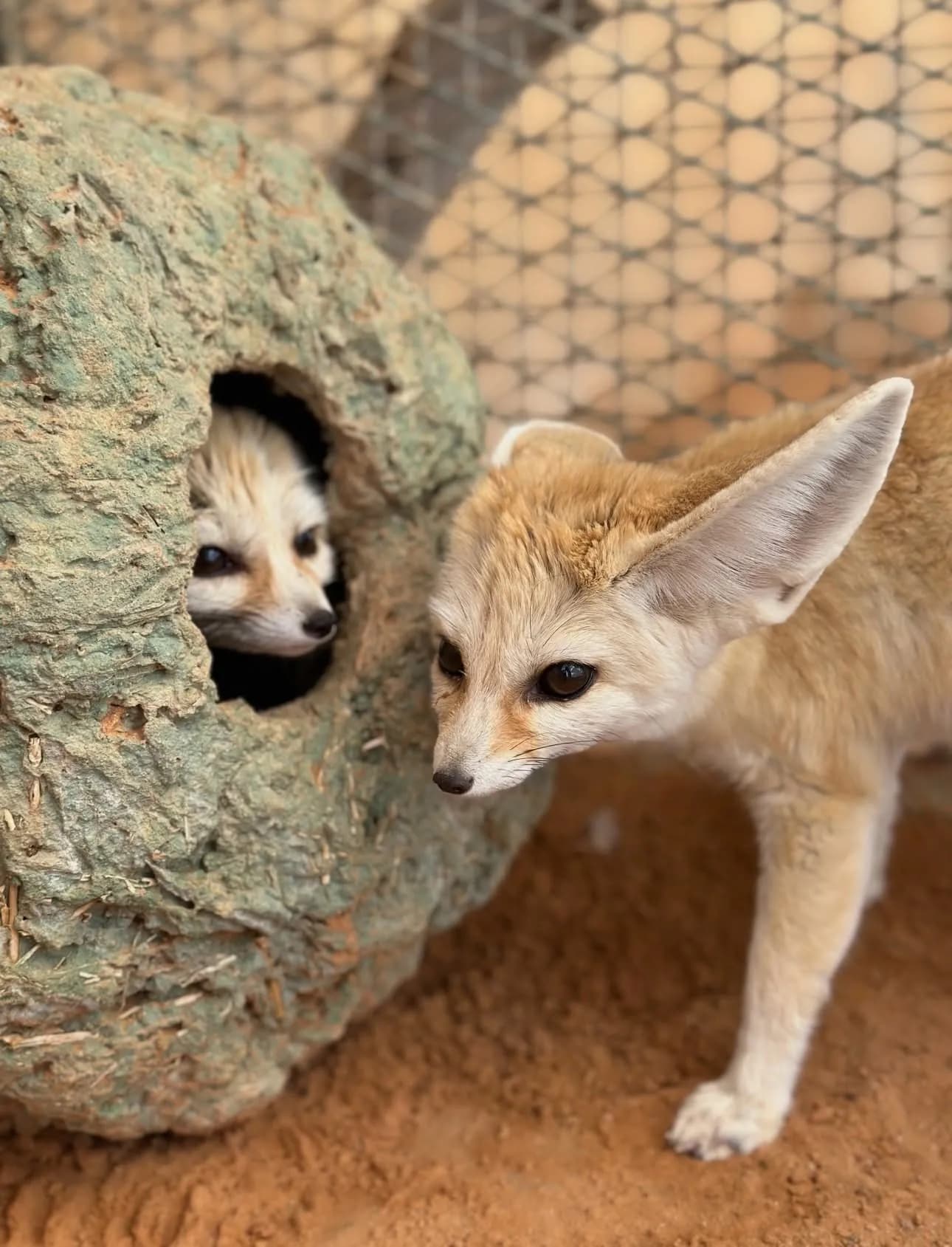 Zoo safinet nouh - 1
