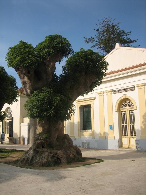 Le Musée de Cherchell - 1
